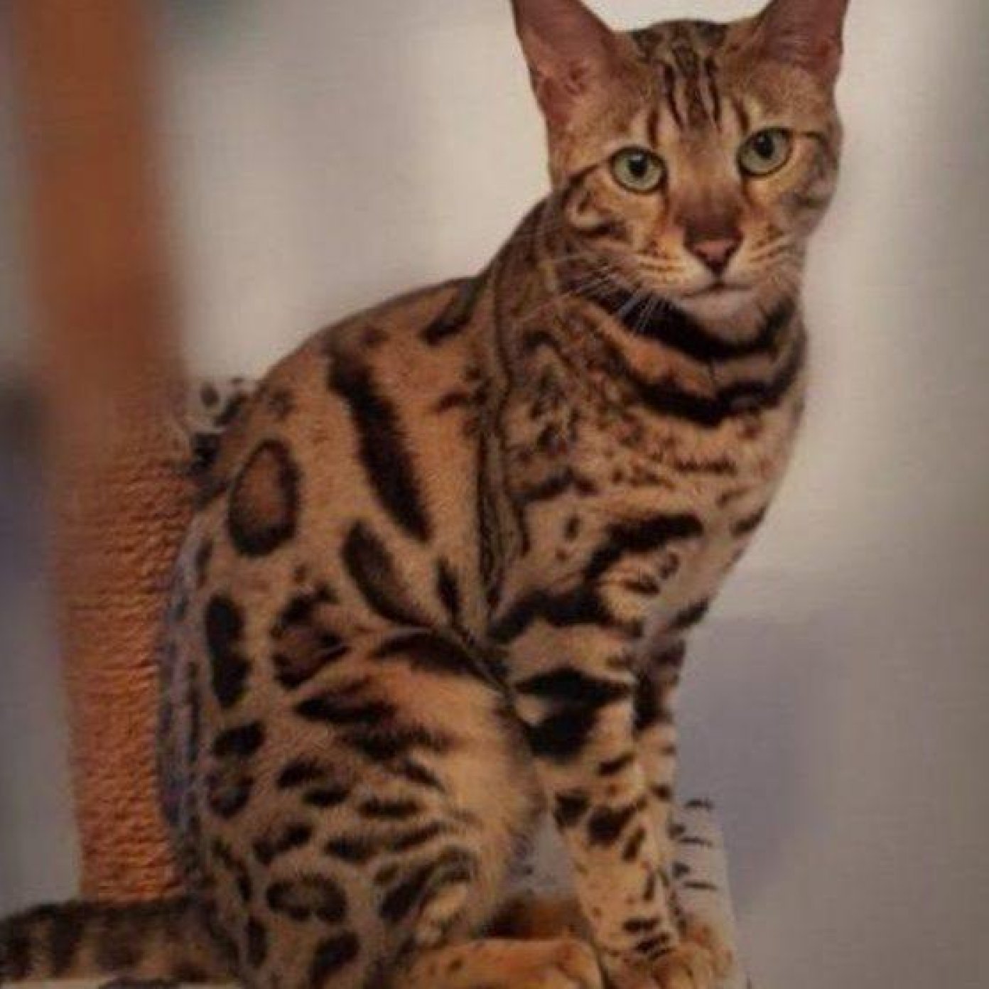 Kundenmeinung tamara d