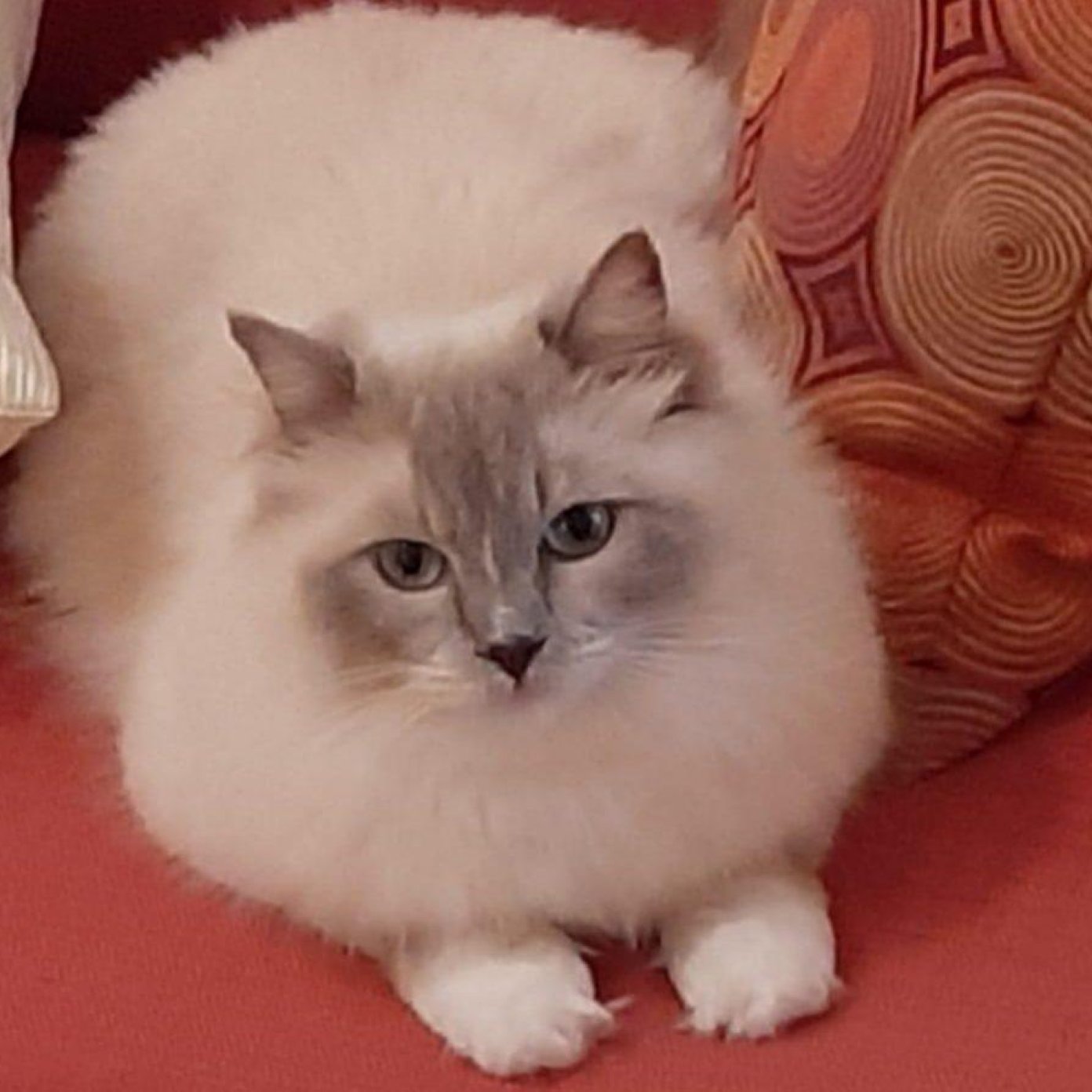 Kundenmeinung monika t