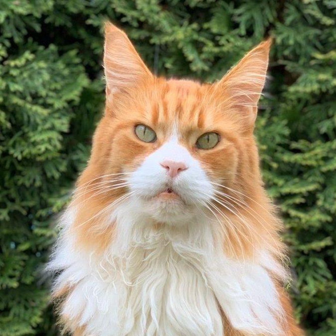 Kundenmeinung laura m