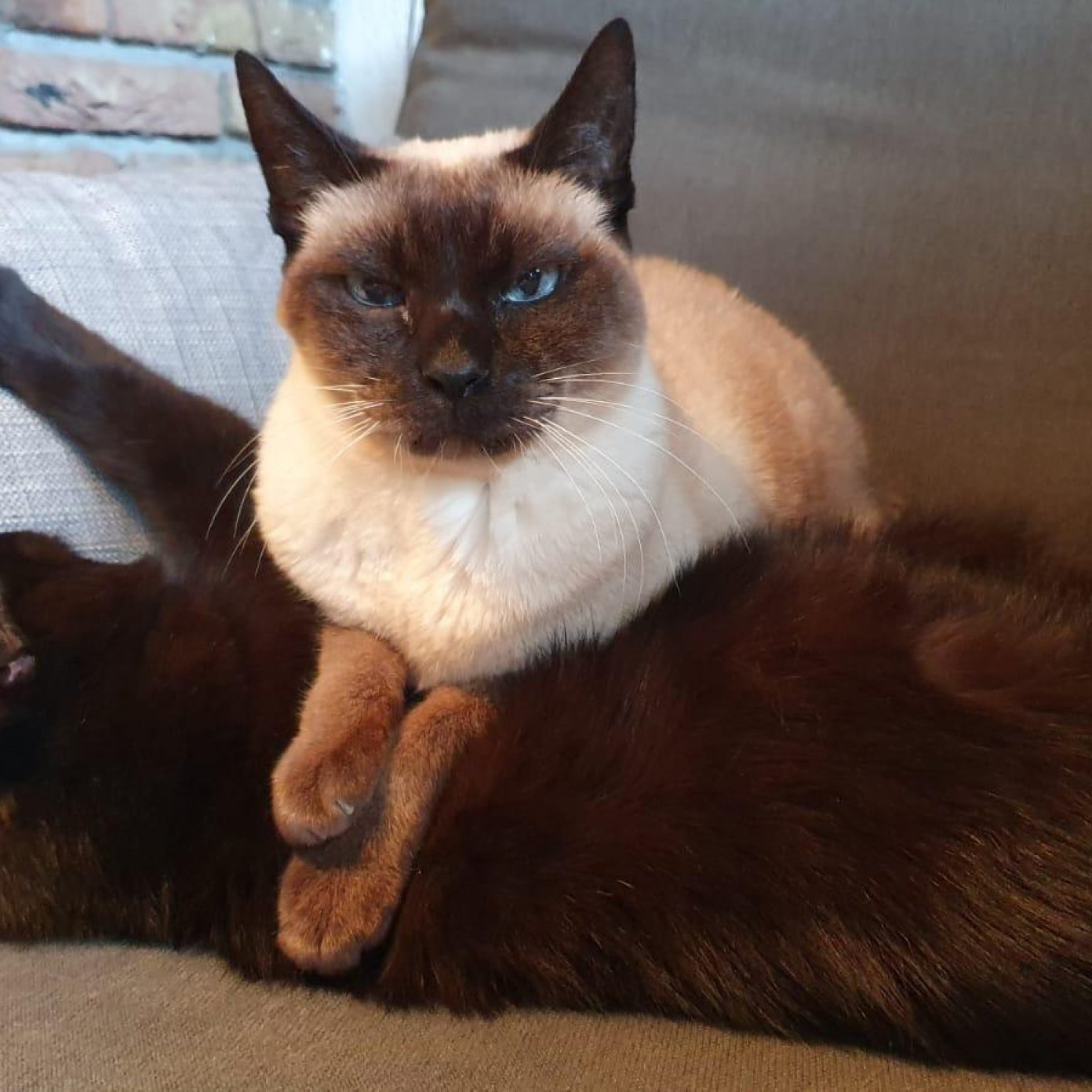 20211110 kundenmeinung sylvia p herold noe