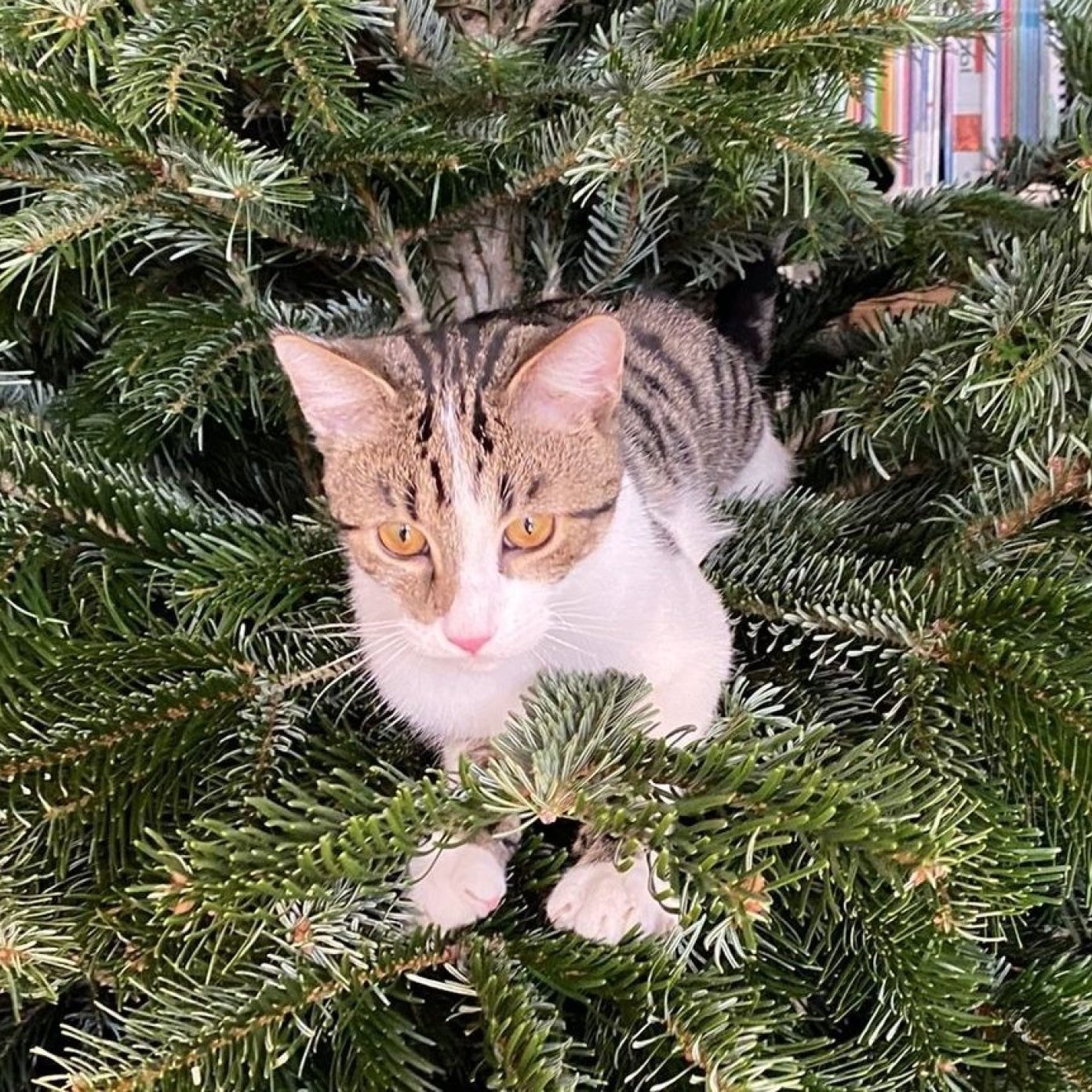 202201 kundenmeinung susanne f wien herold