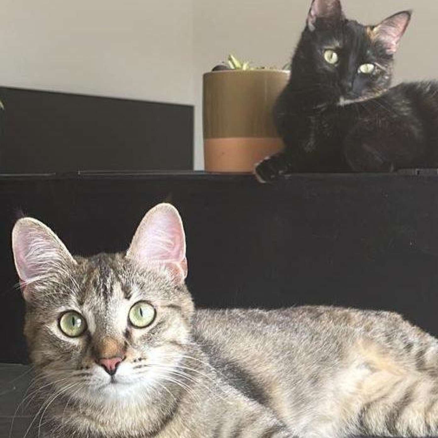 202406 kundenmeinung ines j google wien