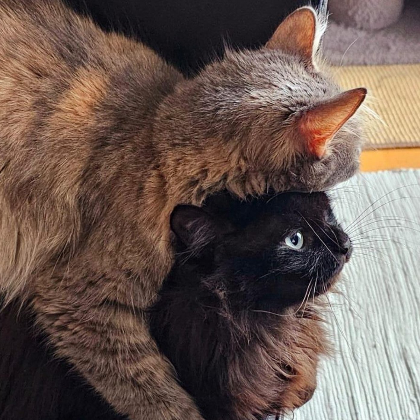 202502 kundenmeinung sabine gerhard mail wien