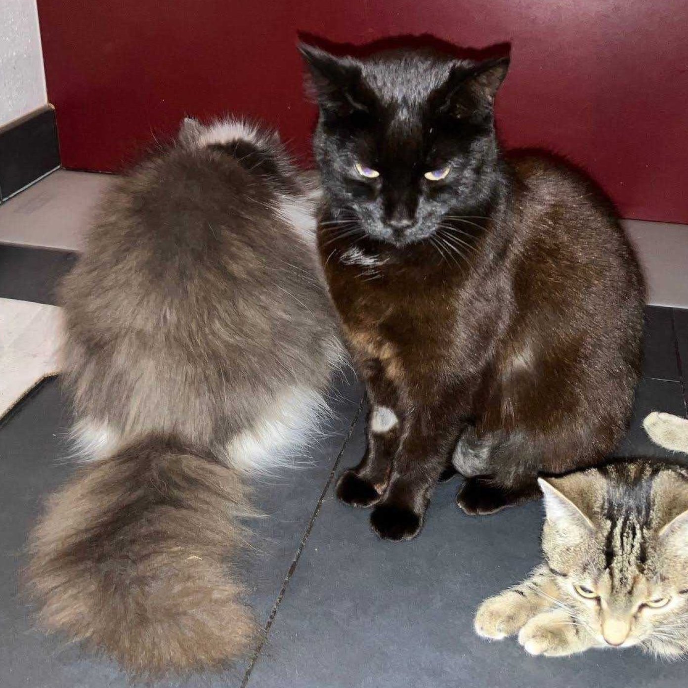 202503 kundenmeinung matteo b google