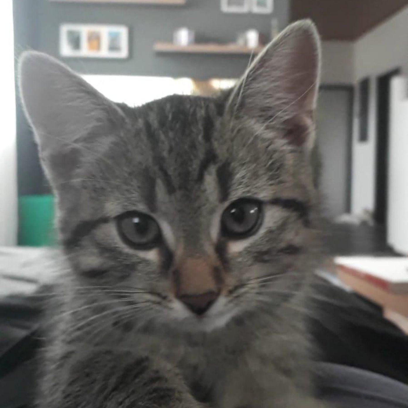 Kundenmeinung daniela k