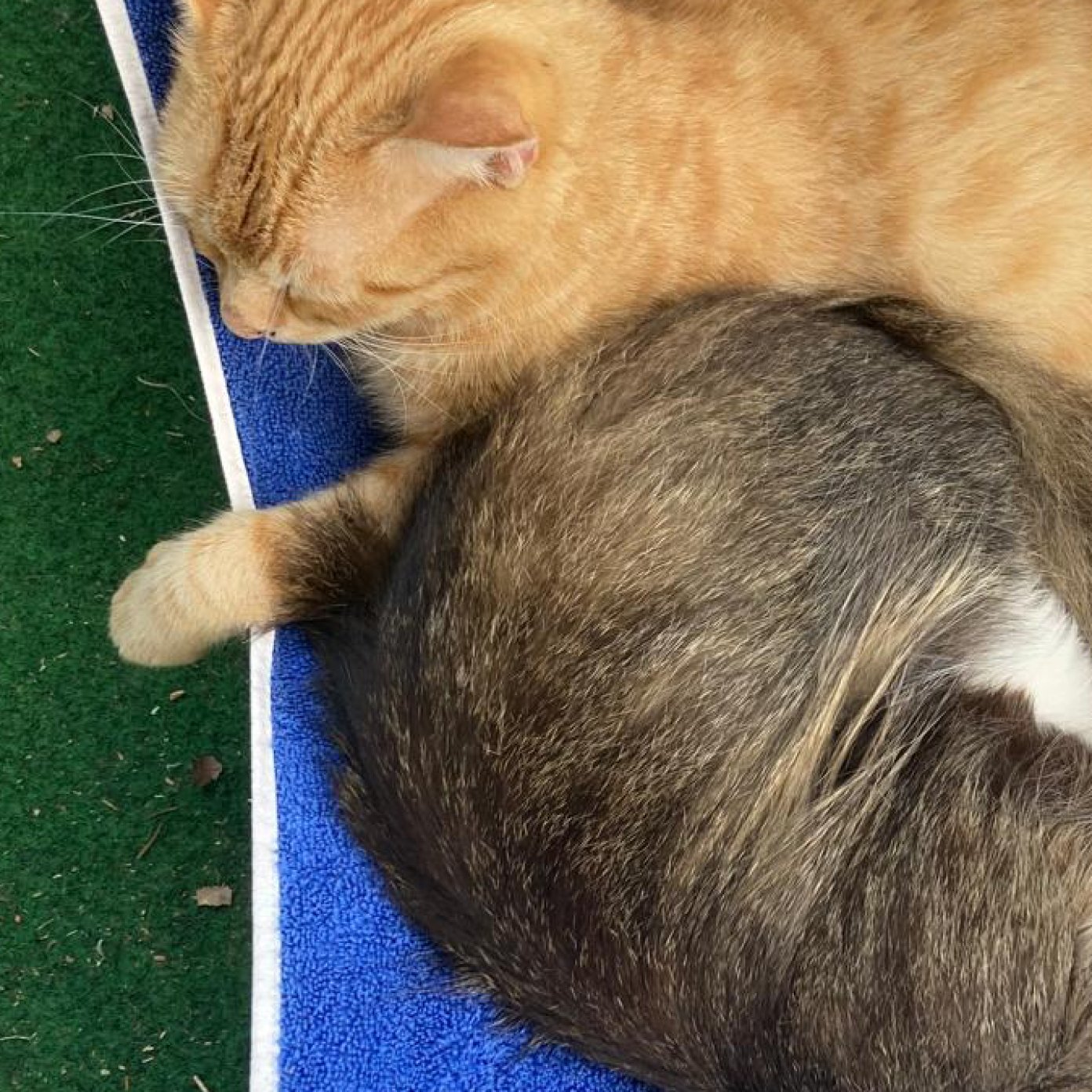 202408 kundenmeinung yasmin k google noe