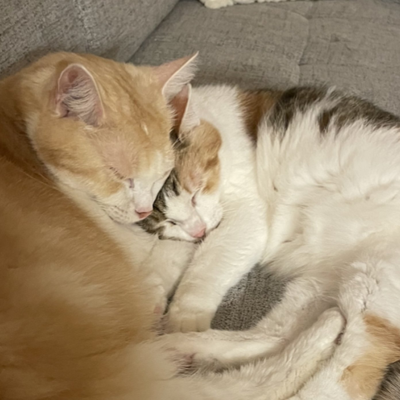 202402 kundenmeinung dominik m noe google