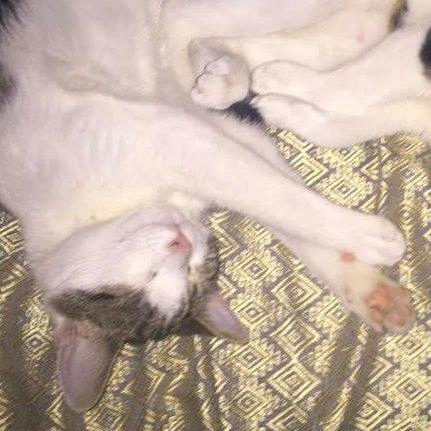 202303 kundenmeinung sophia c wien mail