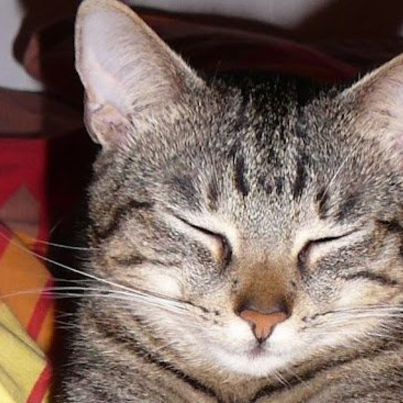 202301 kundenmeinung angelika k google wien