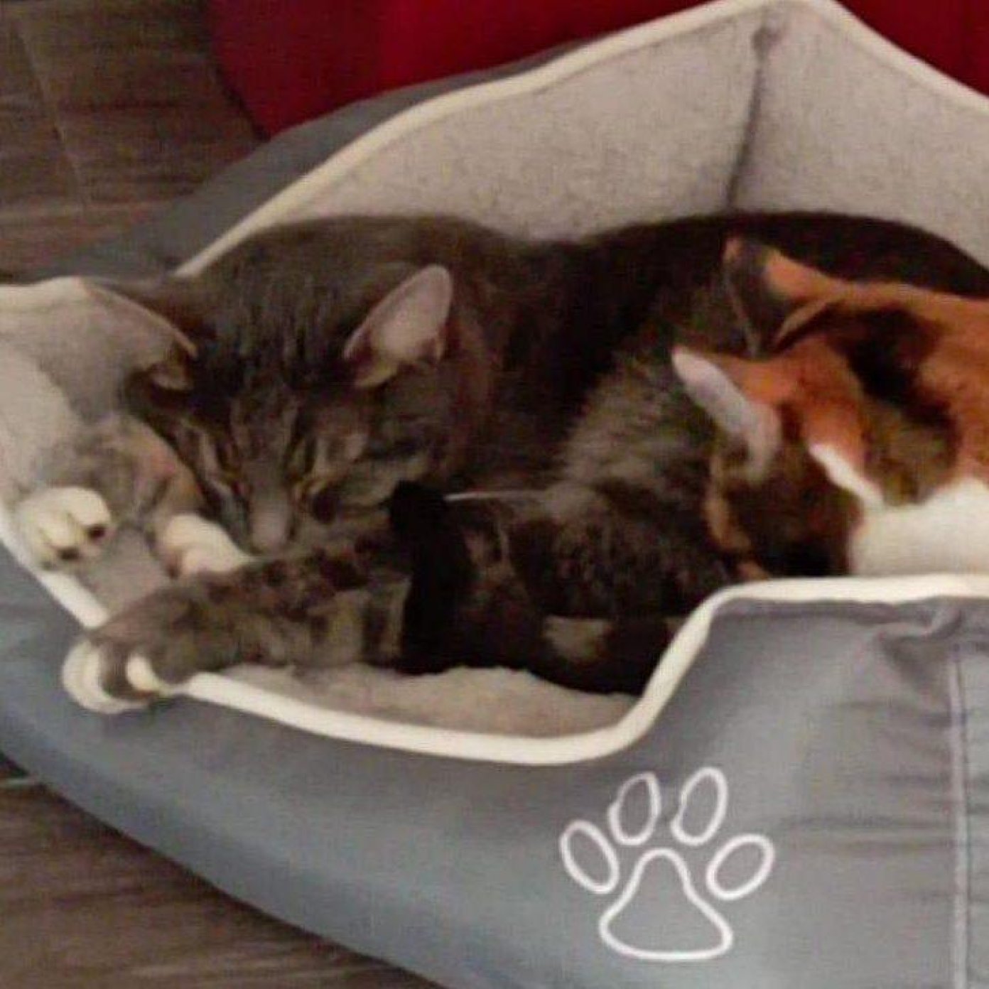 202205 romana k kundenmeinung gb noe