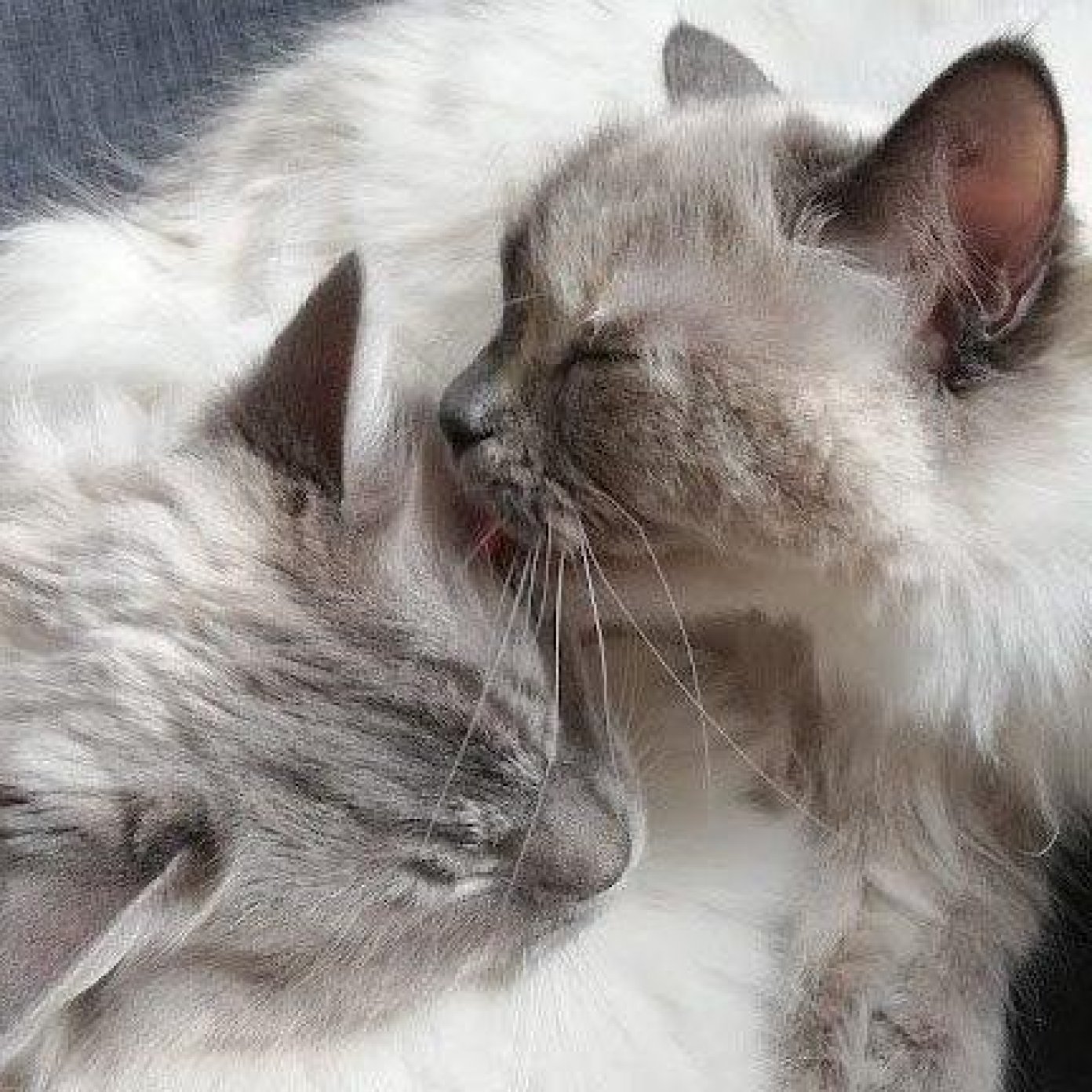 202203 kundenmeinung carina m google noe