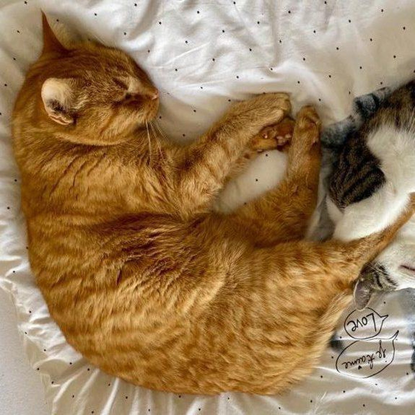 202201 kundenmeinung marlene e mai noe