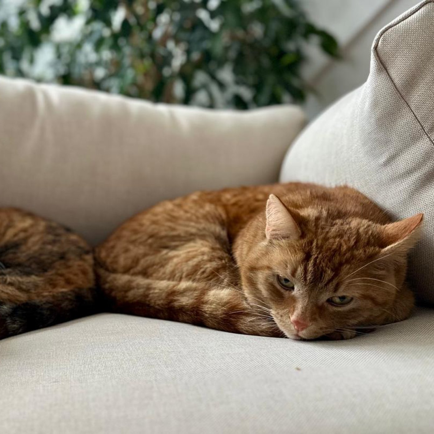 Kundenmeinung  Salo Bahasa / Sabine