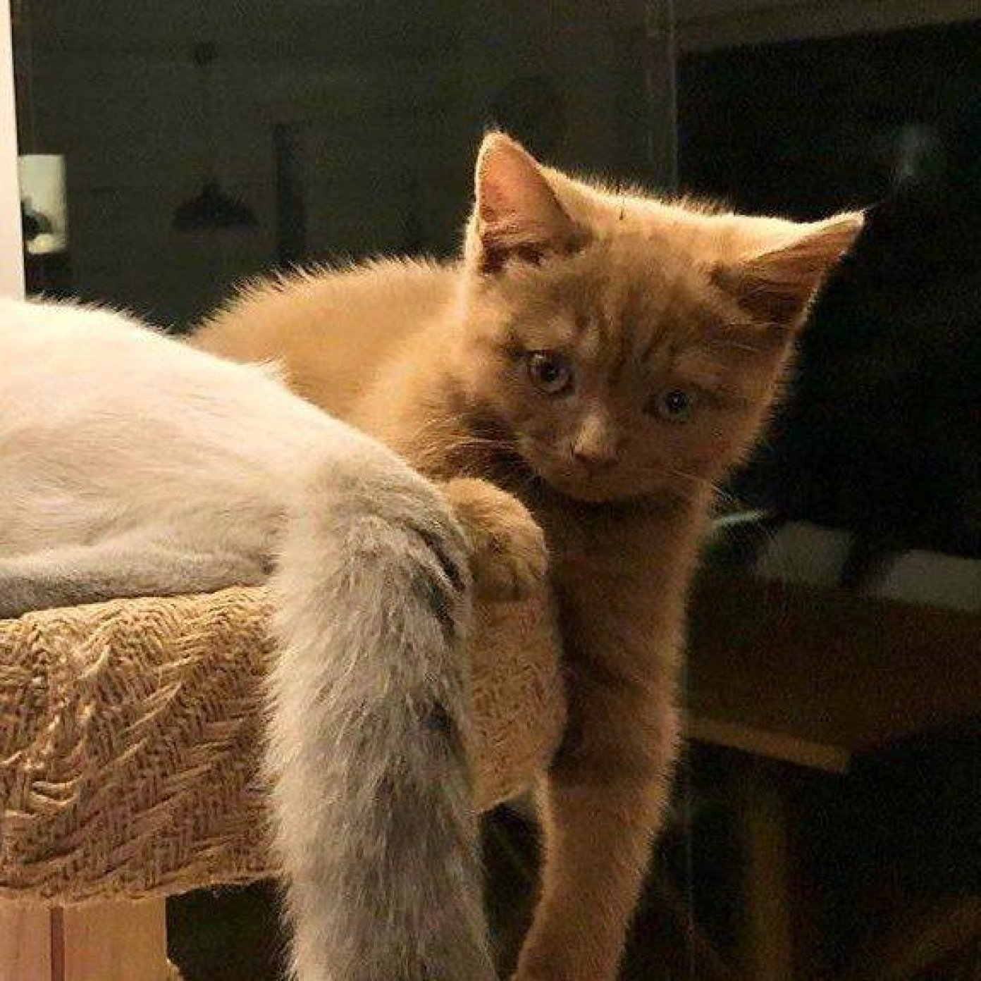 Kundenmeinung monika s herold noe