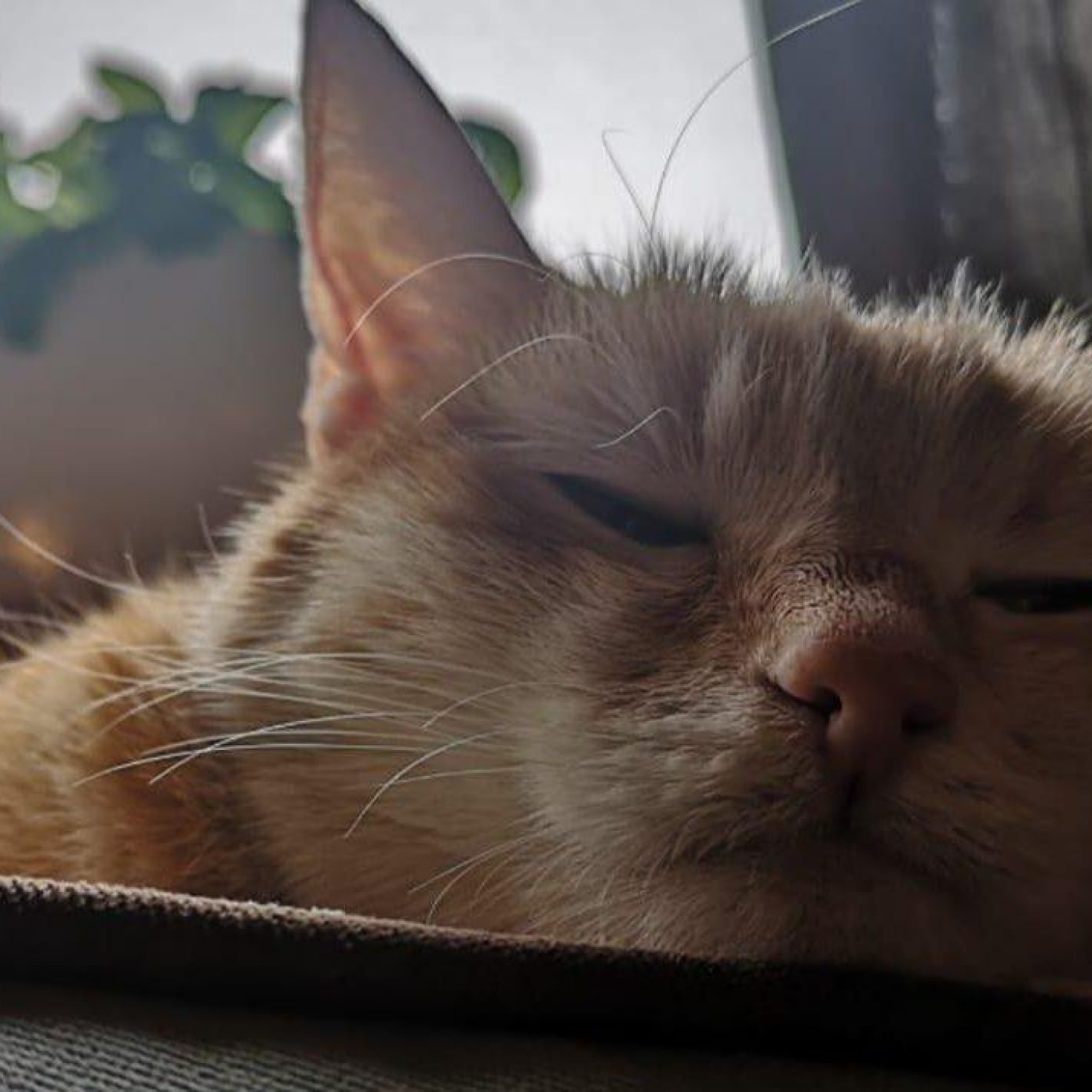 Kundenmeinung tamara z fb noe